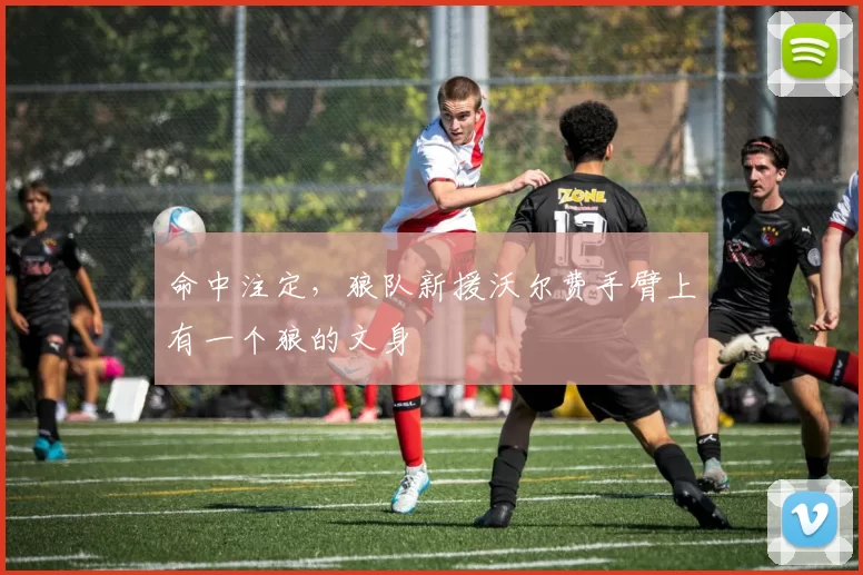 命中注定，狼队新援沃尔费手臂上有一个狼的文身